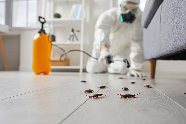 Commercial Kitchen Cockroach Control in Monument Beach